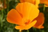 California Poppy Stock Photography: Orange Colored California Poppy Flower